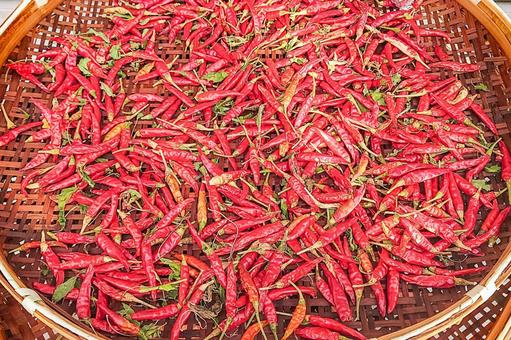 唐辛子の天日干し 赤唐辛子,唐辛子,干すの写真素材