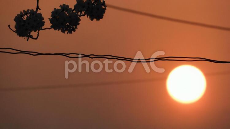 夕陽とシルエット桜 日暮れ,太陽,風景の写真素材