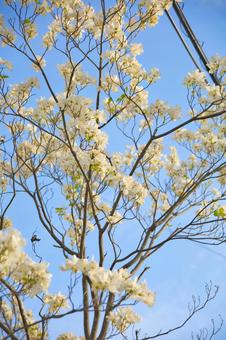 桜 桜の写真