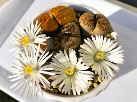 リトープスの花 植物,ガーデニング,リトープスの写真素材