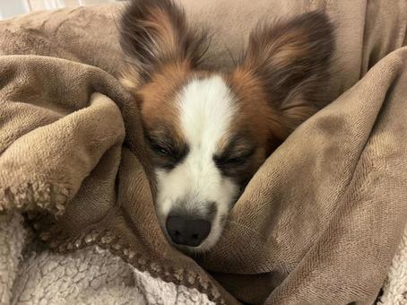 パピヨンの半目 パピヨン,papillon,犬の写真素材