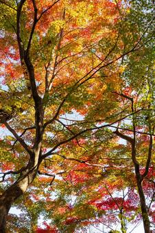 称名寺の紅葉(31) 秋,紅葉,モミジの写真素材