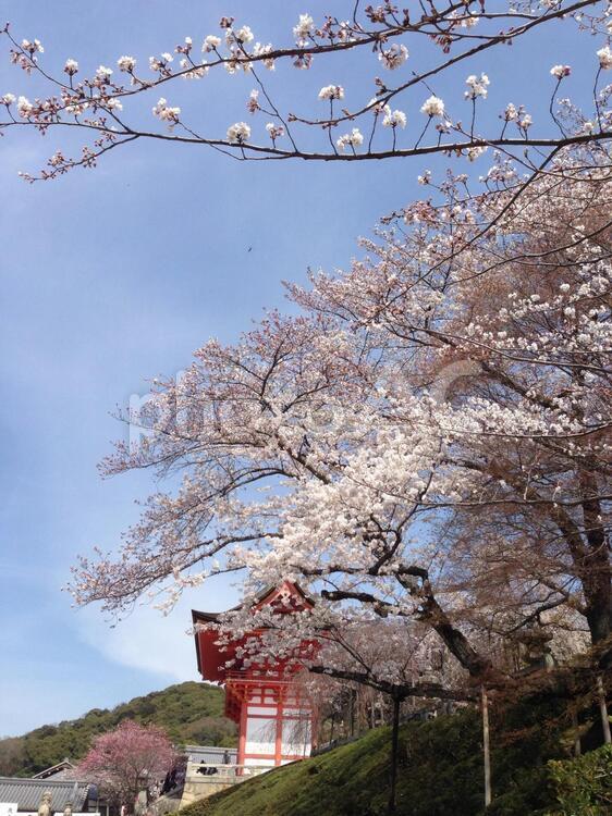 桜 チェリー,ブランチ,何人もありませんの写真素材