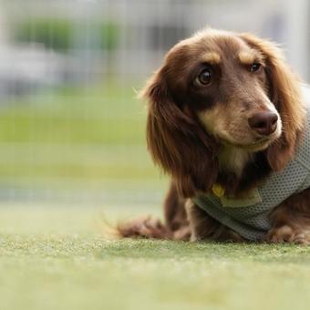 芝生の上のミニチュアダックス 芝生の上のミニチュアダックス 犬,ミニチュアダックス,dogの写真素材