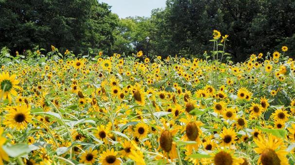 葛西臨海公園・向日葵&夏の青空・江戸川区 葛西臨海公園・向日葵&夏の青空・江戸川区の写真