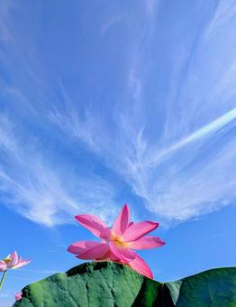 青空と蓮:夏の清らかな風景 青空と蓮:夏の清らかな風景の写真