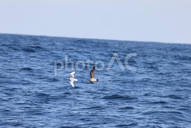 ミツユビカモメを追いかけるウミネコ ミツユビカモメ,風景,野鳥の写真素材