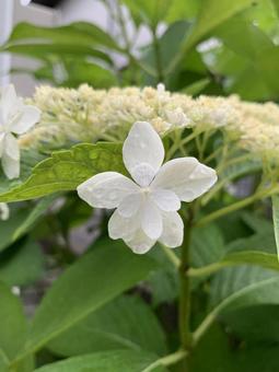 紫陽花 紫陽花の写真