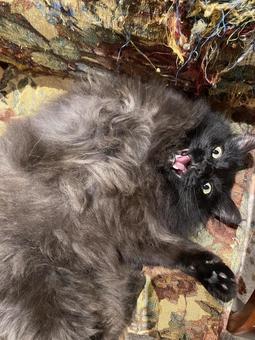 長毛のホラー感のある猫 猫,長毛,生き物の写真素材