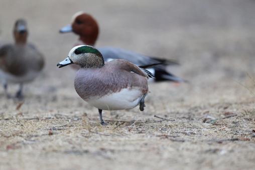 アメリカヒドリ アメリカヒドリ,カモ,雄の写真素材