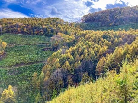 群馬県十石峠付近の紅葉風景 紅葉,赤色,オレンジ色の写真素材