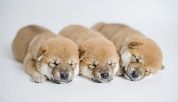 身を寄せ合って眠る柴犬の子犬 豆柴 身を寄せ合って眠る柴犬の子犬 豆柴の写真