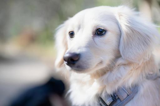 眩しい光の中で遠くを見つめる白い犬 眩しい光の中で遠くを見つめる白い犬 犬,白い,ふわふわの写真素材