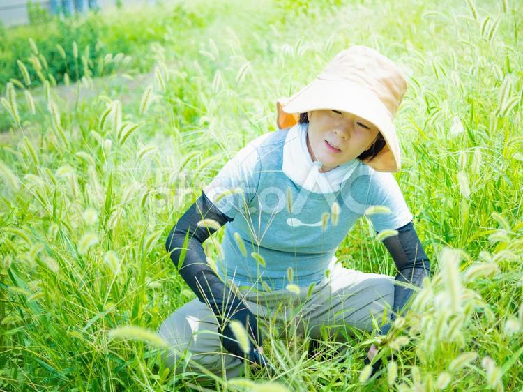 35：草むしりをする女性 草刈り,雑草,庭仕事の写真素材
