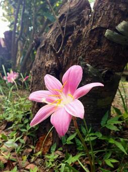 花 花の写真