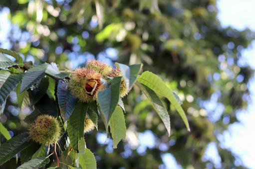 栗 栗,クリ,イガグリの写真素材
