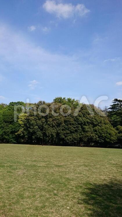生い茂る森と青い空 森,芝生,春の写真素材