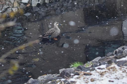 カモと雪 雪,冬,カモの写真素材
