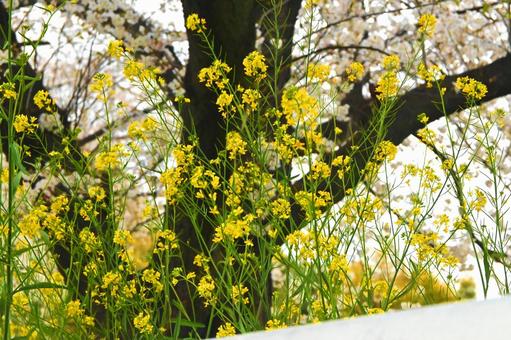 菜の花と桜 菜の花と桜 桜,菜の花,木の写真素材