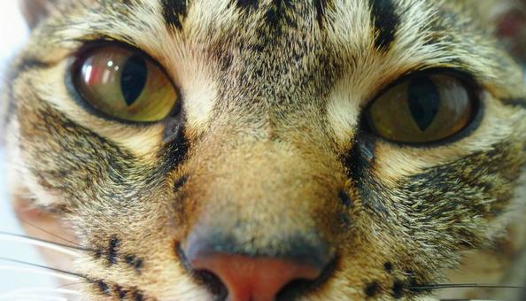 猫の目のアップ 猫,猫の目,アップの写真素材