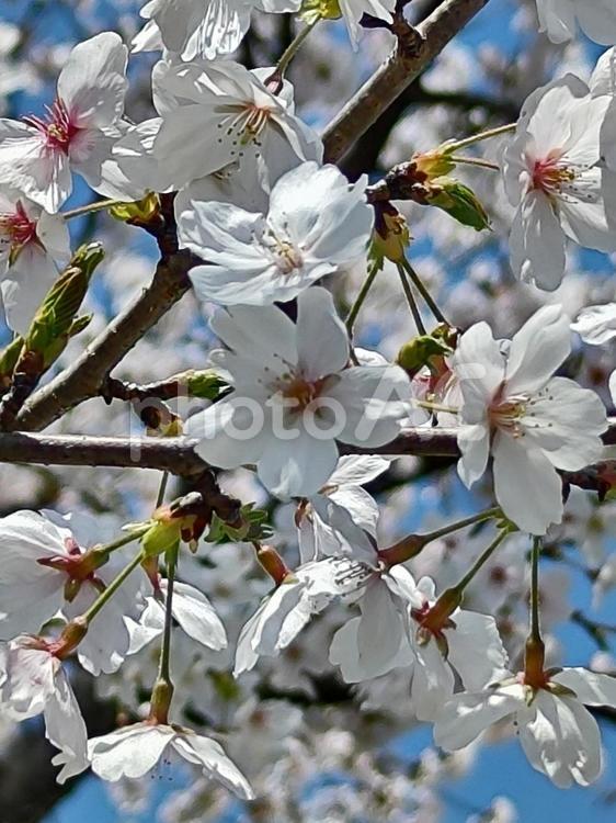 みんなの笑顔が集まる、糸貫川沿いの桜並木 桜,春,本巣市の写真素材