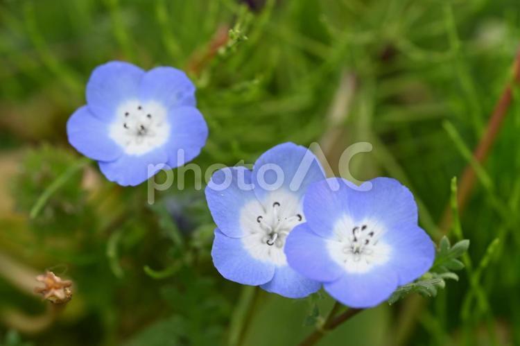 高崎市希望の丘農園で撮ったネモフィラの花 自然,春,小さいの写真素材