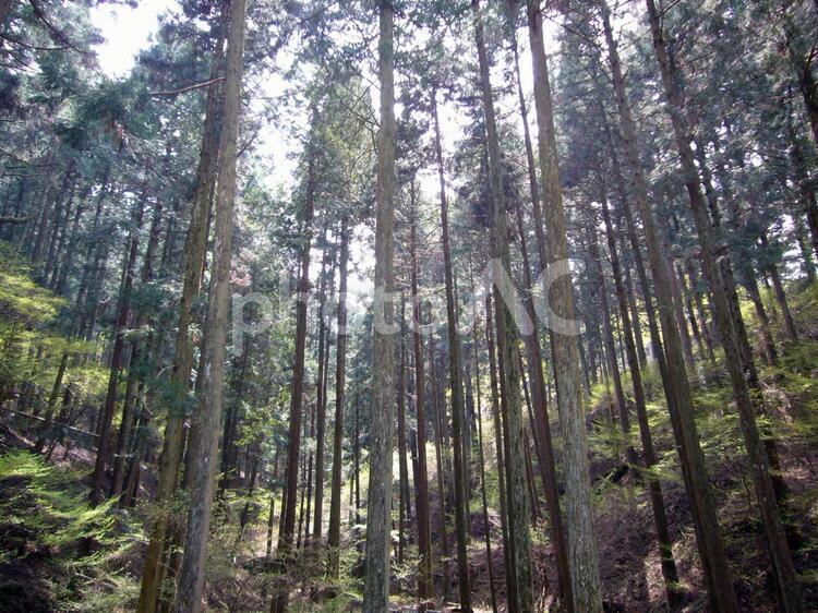 木々の森 さみしい,まっすぐ,グリーンの写真素材