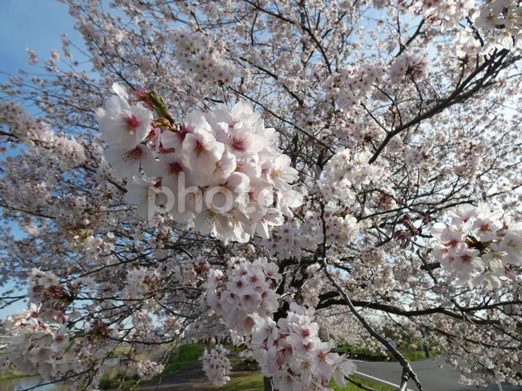 満開の桜と青空 桜,さくら,ソメイヨシノの写真素材