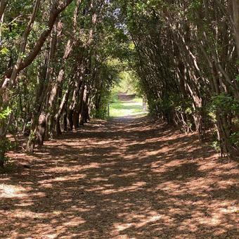 木に囲まれた道 木に囲まれた道の写真