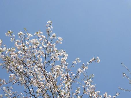葉桜③ 葉桜③の写真