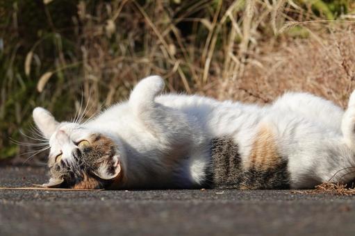 ひっくり返る三毛猫 ひっくり返る三毛猫 ネコ,保護猫,ニャンコの写真素材
