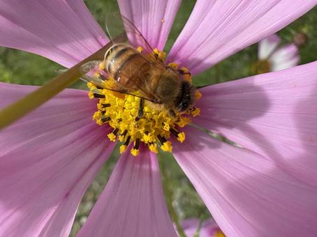 コスモスとミツバチ 08 蜜蜂,みつばち,成虫の写真素材