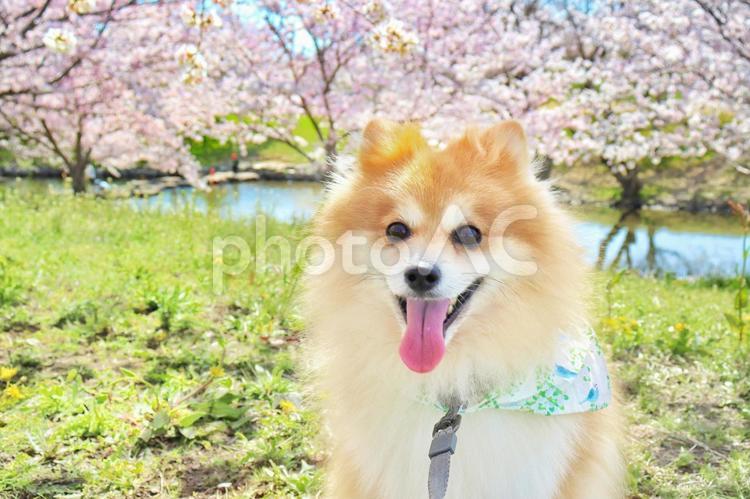 満開の桜と犬 犬,ペット,パピーの写真素材