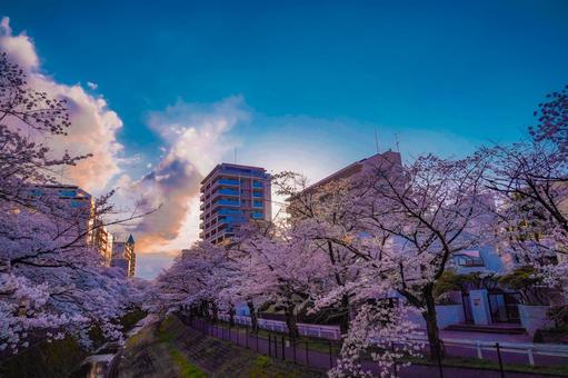 多摩センター夕空と桜並木 多摩センター夕空と桜並木 桜,夕空,雲の写真素材
