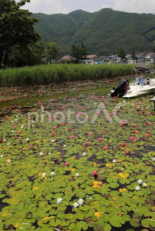 木崎湖　スイレン５ 木崎湖,スイレン,山の写真素材
