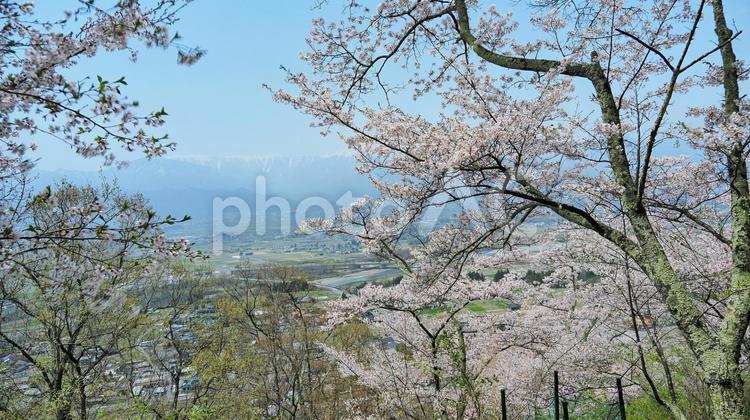桜と北アルプス 風景,景色,自然の写真素材