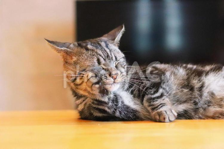 毛繕いをする猫 猫,ねこ,ネコの写真素材