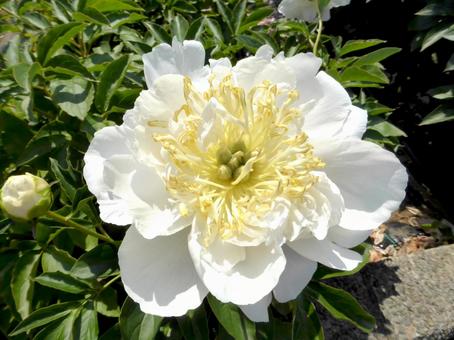 郊外の花壇に咲く白いシャクヤクの花 シャクヤク,花,植物の写真素材