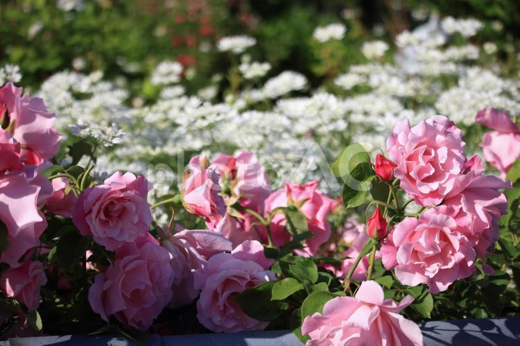 恋人たちの薔薇園にて ピンクの薔薇,薔薇,薔薇園の写真素材
