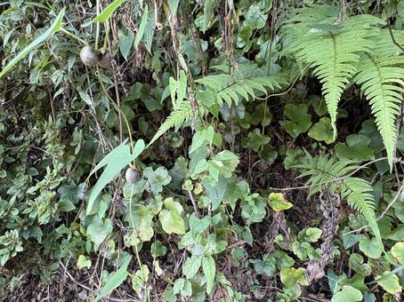 森の小さな実り 森の小さな実り 秋の実り,森,草木の写真素材