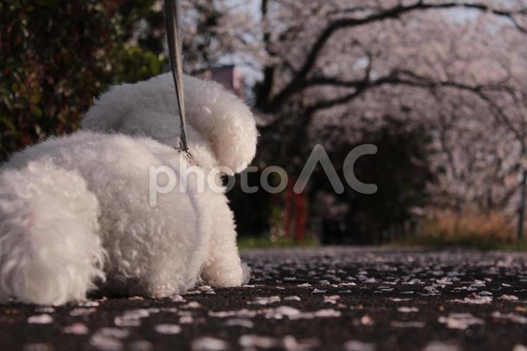 犬と桜 ビションフリーゼ,犬,後ろ姿の写真素材