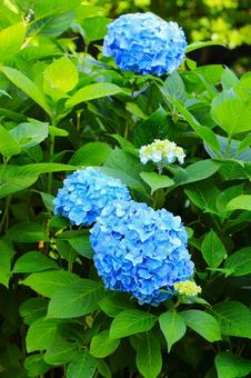 アジサイ32(横浜市内にて) アジサイ,花,梅雨時の写真素材