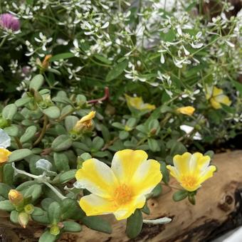 花★ポーチュラカ ポーチュラカ,イエロー,フラワーの写真素材