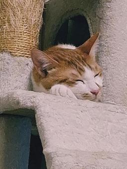 猫　眠の写真