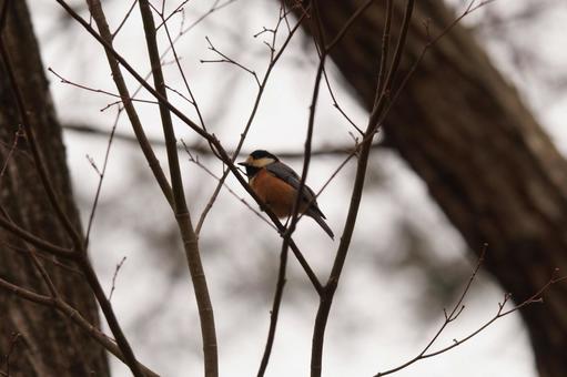 ヤマガラの写真