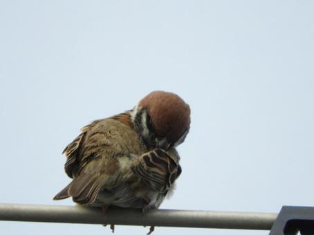 スズメ スズメ スズメ,野鳥,鳥の写真素材