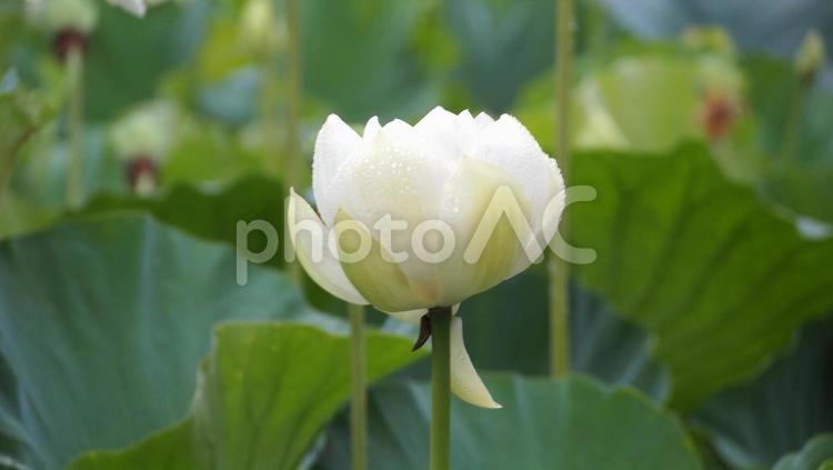 スイレン_白_5_鶴岡八幡宮 スイレン,蓮の花,水連の写真素材