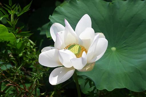 ハスの花を久しぶりに撮りました ハスの花を久しぶりに撮りましたの写真