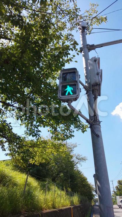 信号機・志免町 信号機,横断歩道,青の写真素材