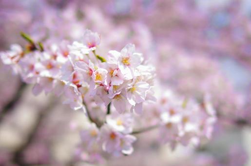 cherry blossom spring landscape, JPG